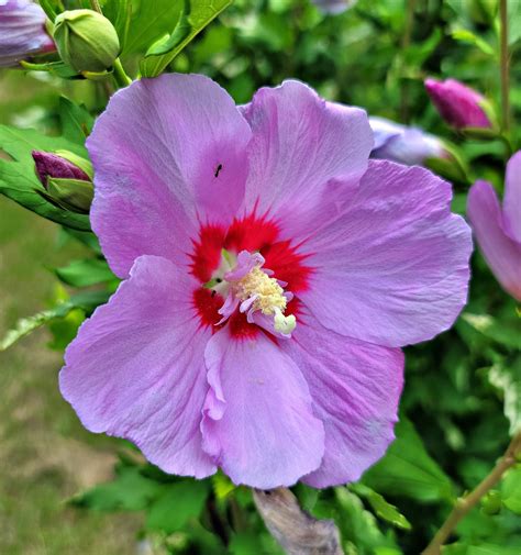 紫花芙蓉|超过 40 张关于“紫芙蓉”和“自然”的免费图片